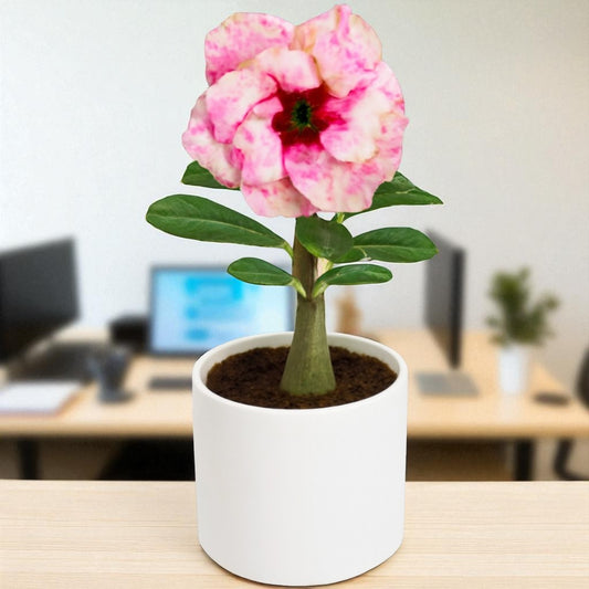 Adenium R205