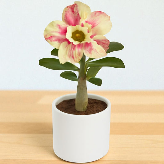 Adenium R206