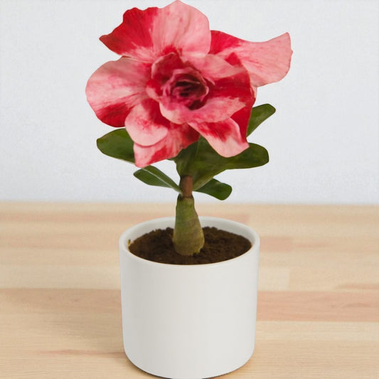 Adenium R208