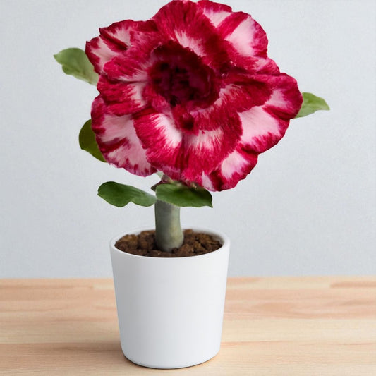 Adenium R210