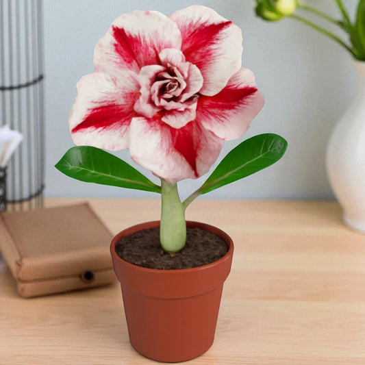 Adenium R211