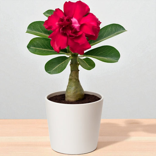 Adenium R215