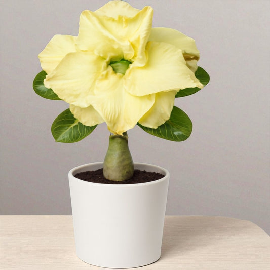 Adenium R216