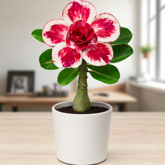 Adenium R218