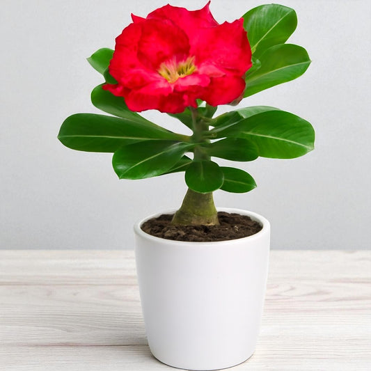 Adenium R219