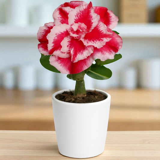 Adenium R221