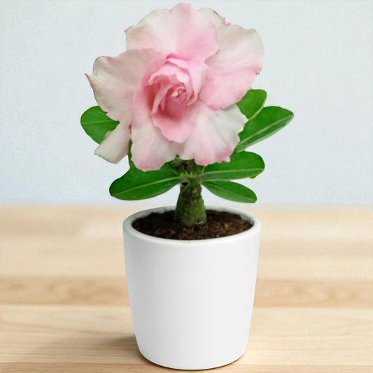 Adenium R222