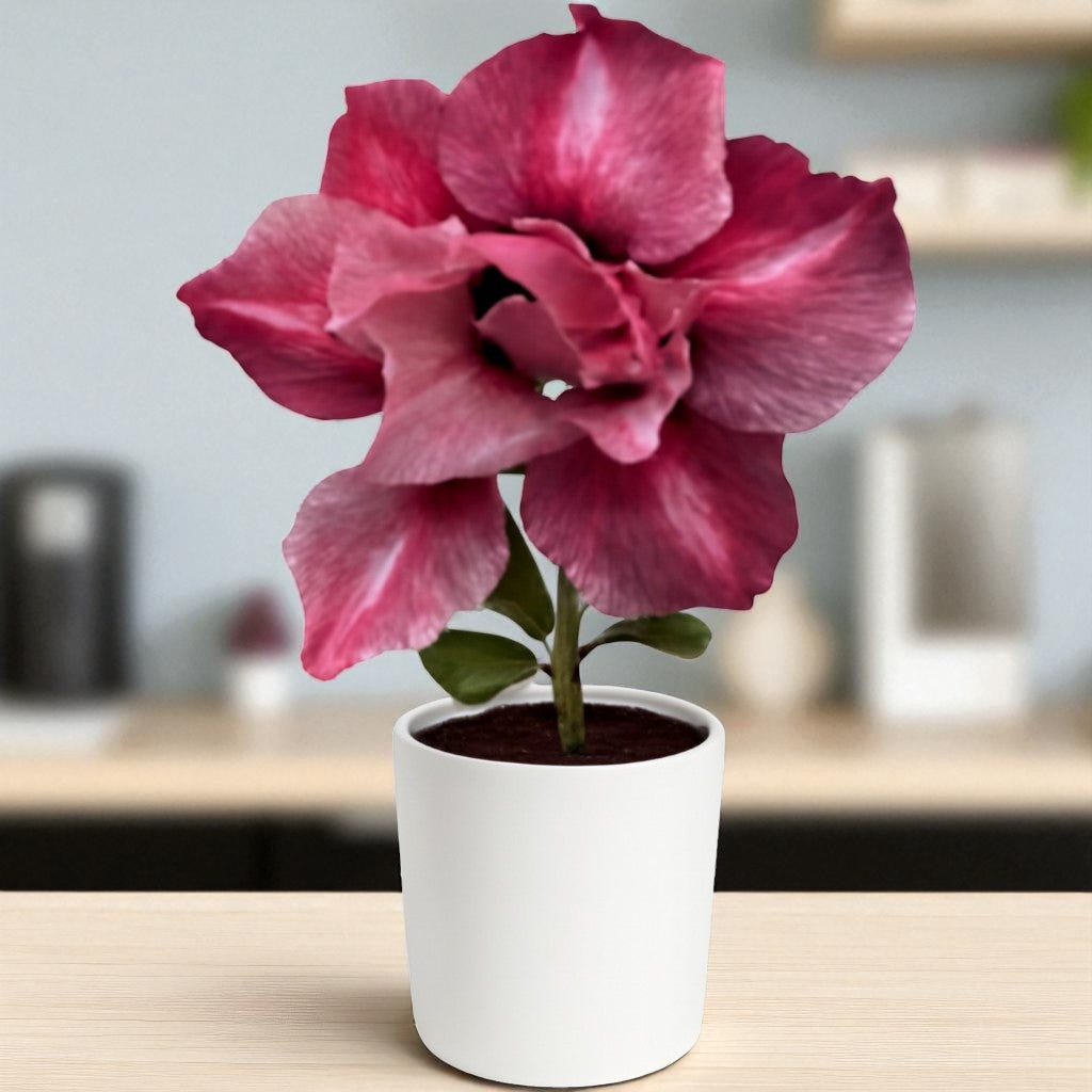 Adenium R444