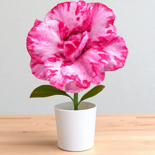 Adenium R425