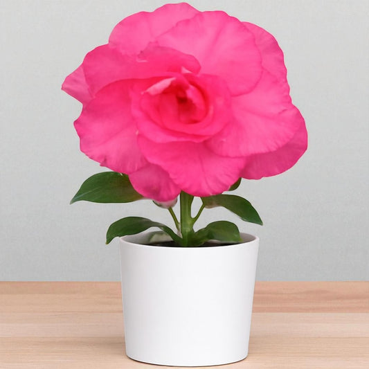 Adenium R224