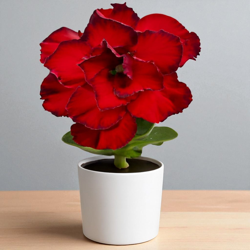Adenium R226
