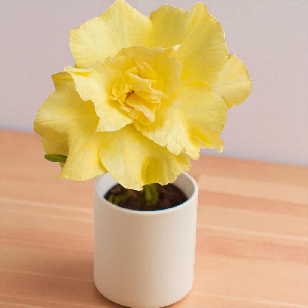 Adenium R231