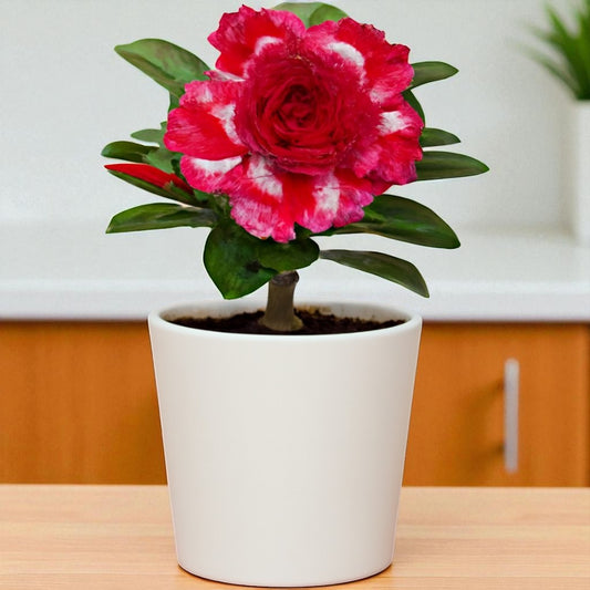 Adenium R240
