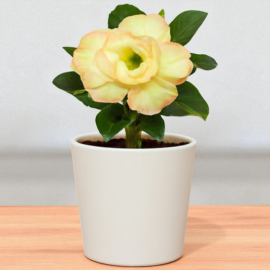 Adenium R239