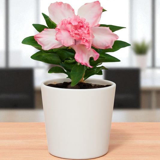 Adenium R241