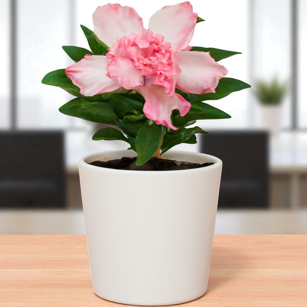 Adenium R241