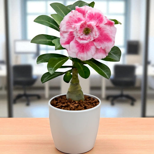 Adenium R413