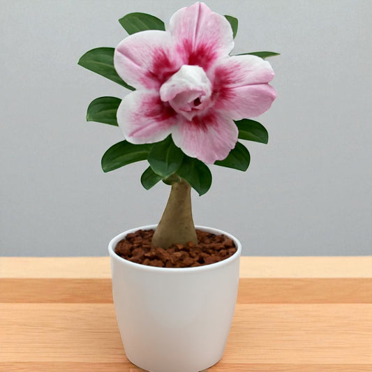 Adenium R401