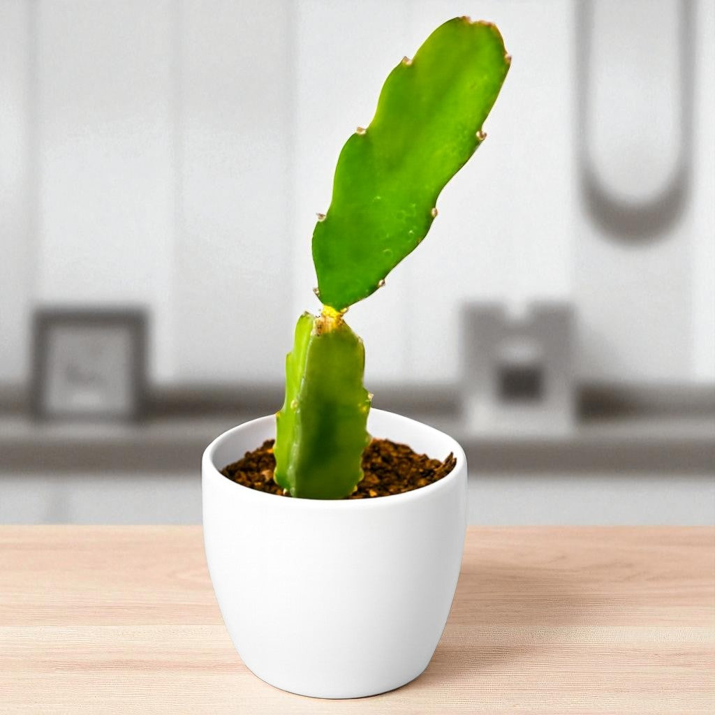 Dragon Fruit Plant (Bare rooted )