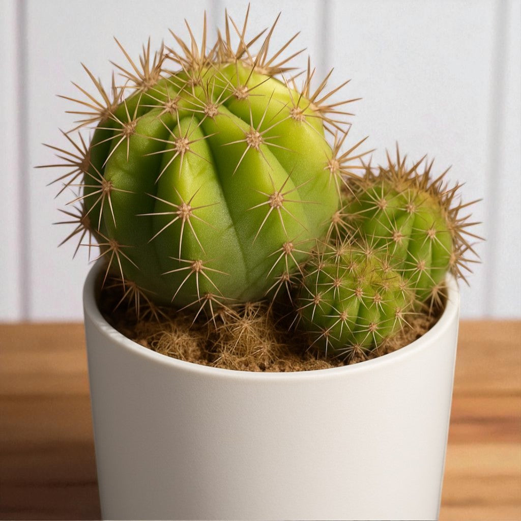 Cactus 5