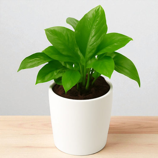 Green Money Plant