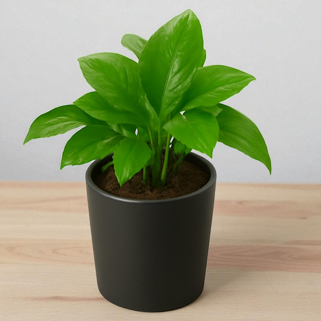 Green Money Plant