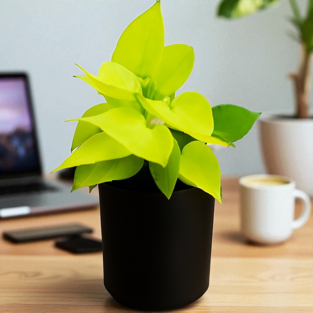 Golden Money Plant (Epipremnum aureum)