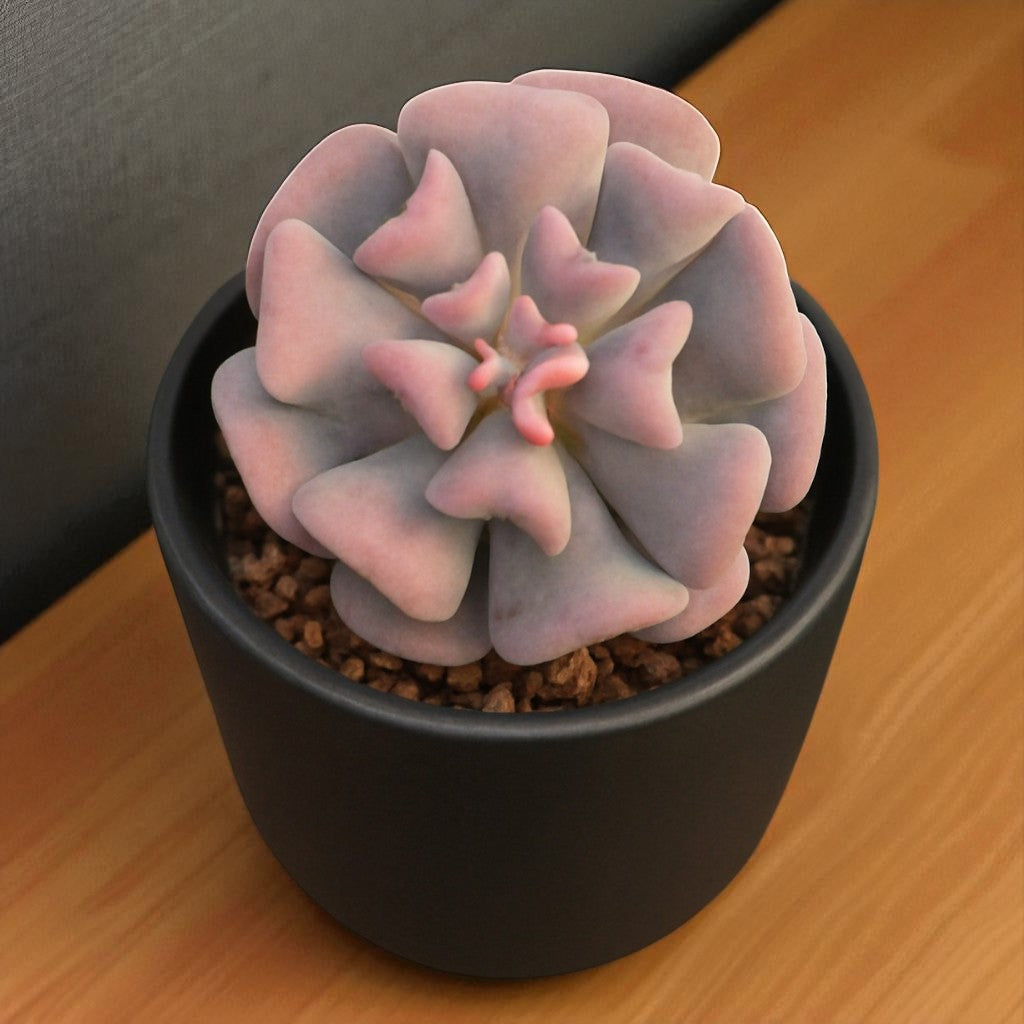 Echeveria Cubic Frost