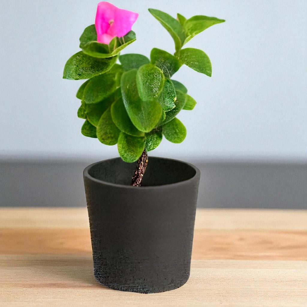 Tradescantia Silamontana Webbed Leaves (Bare Rooted)