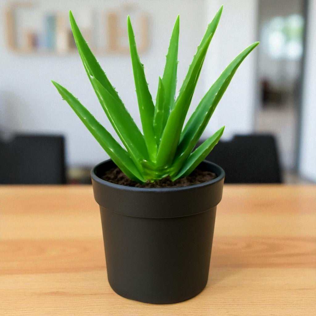 Aloe vera (Bare Rooted)