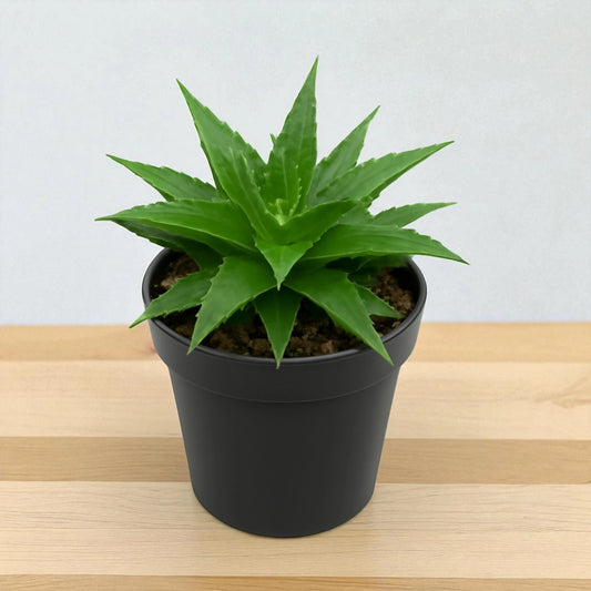 Dykia breviflolia (BARE ROOTED)