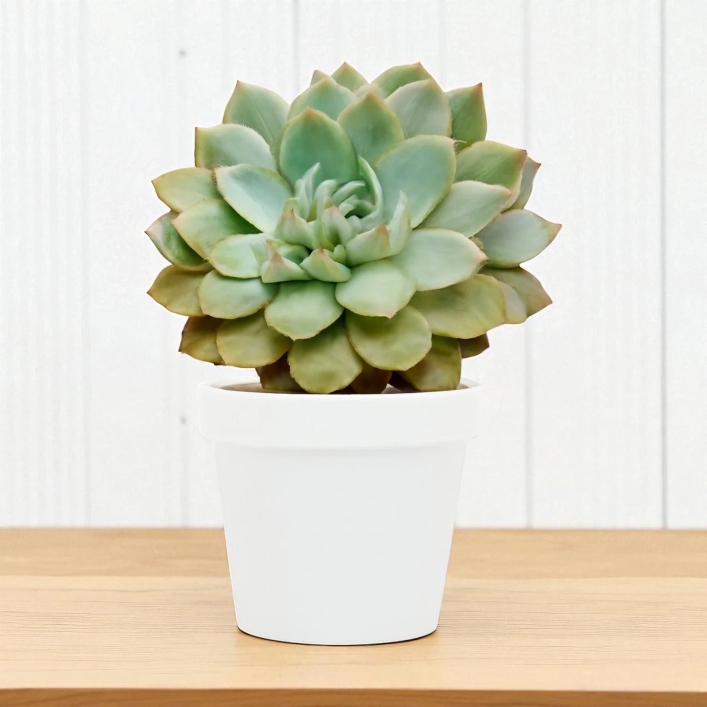Echeveria 19
