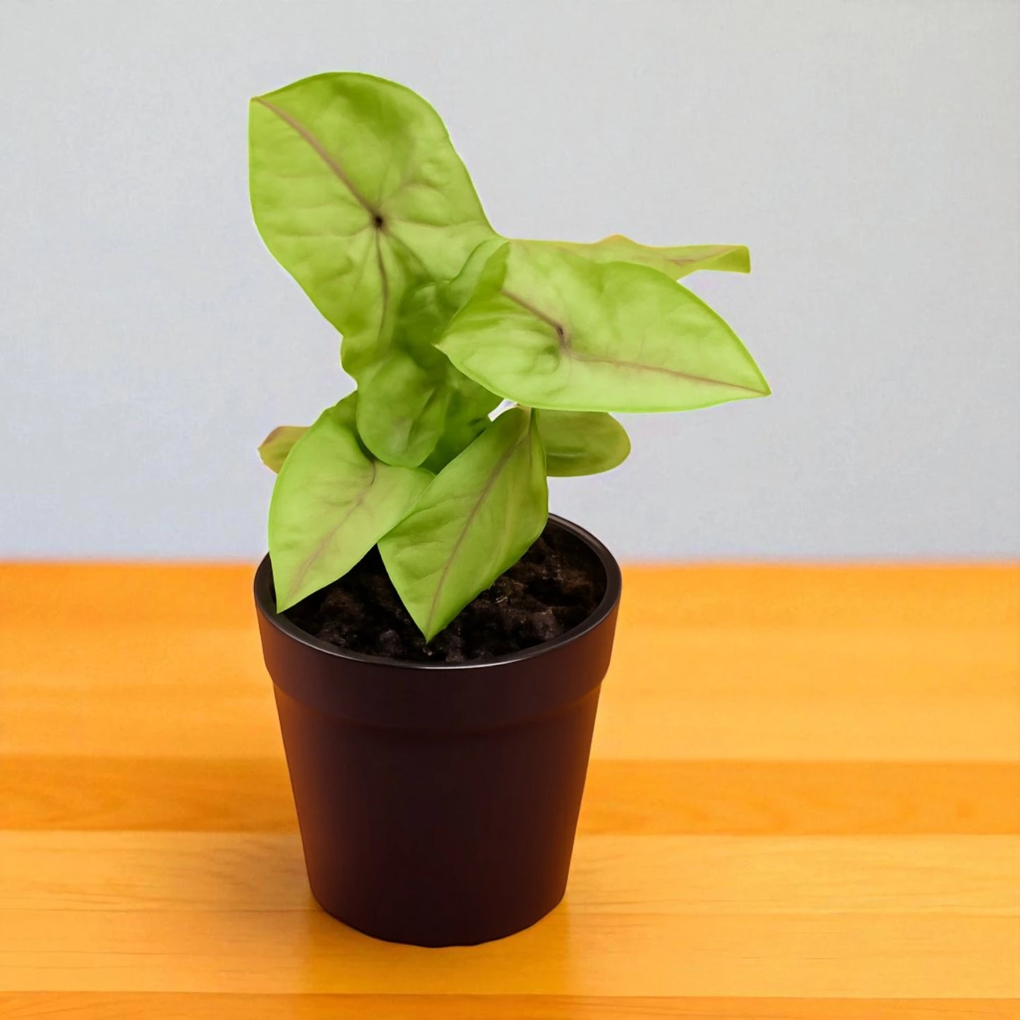 Syngonium Reticulata in 1-2 inches Netpot