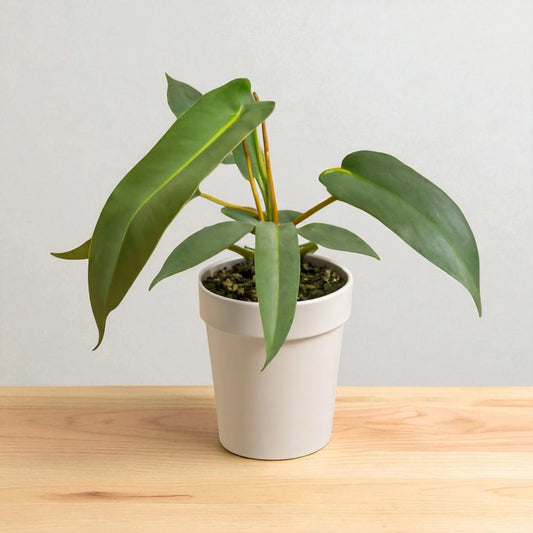 Philodendron Atabapoense Rare Variety