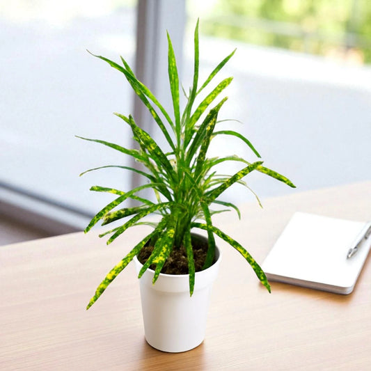 Nimbu Croton Sapling