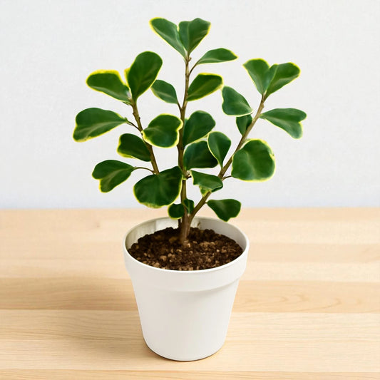 Triangular Ficus Sapling Plant