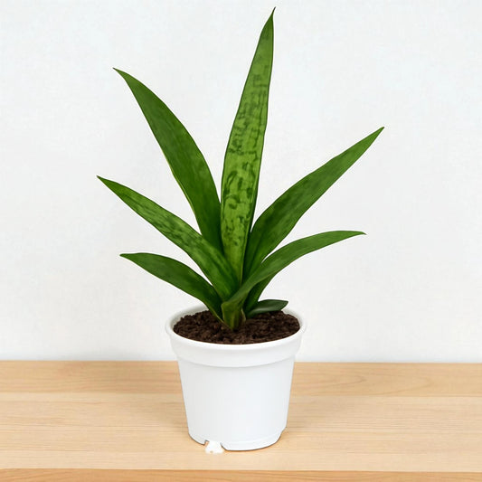 Sansevieria Silver Steel