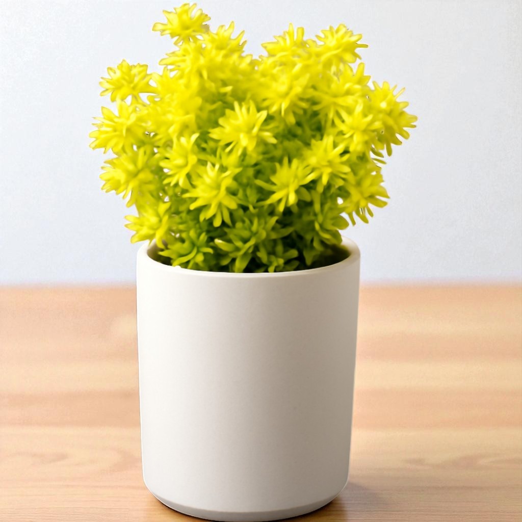 Sedum japonicum ‘Tokyo Sun’ (Bare Rooted)