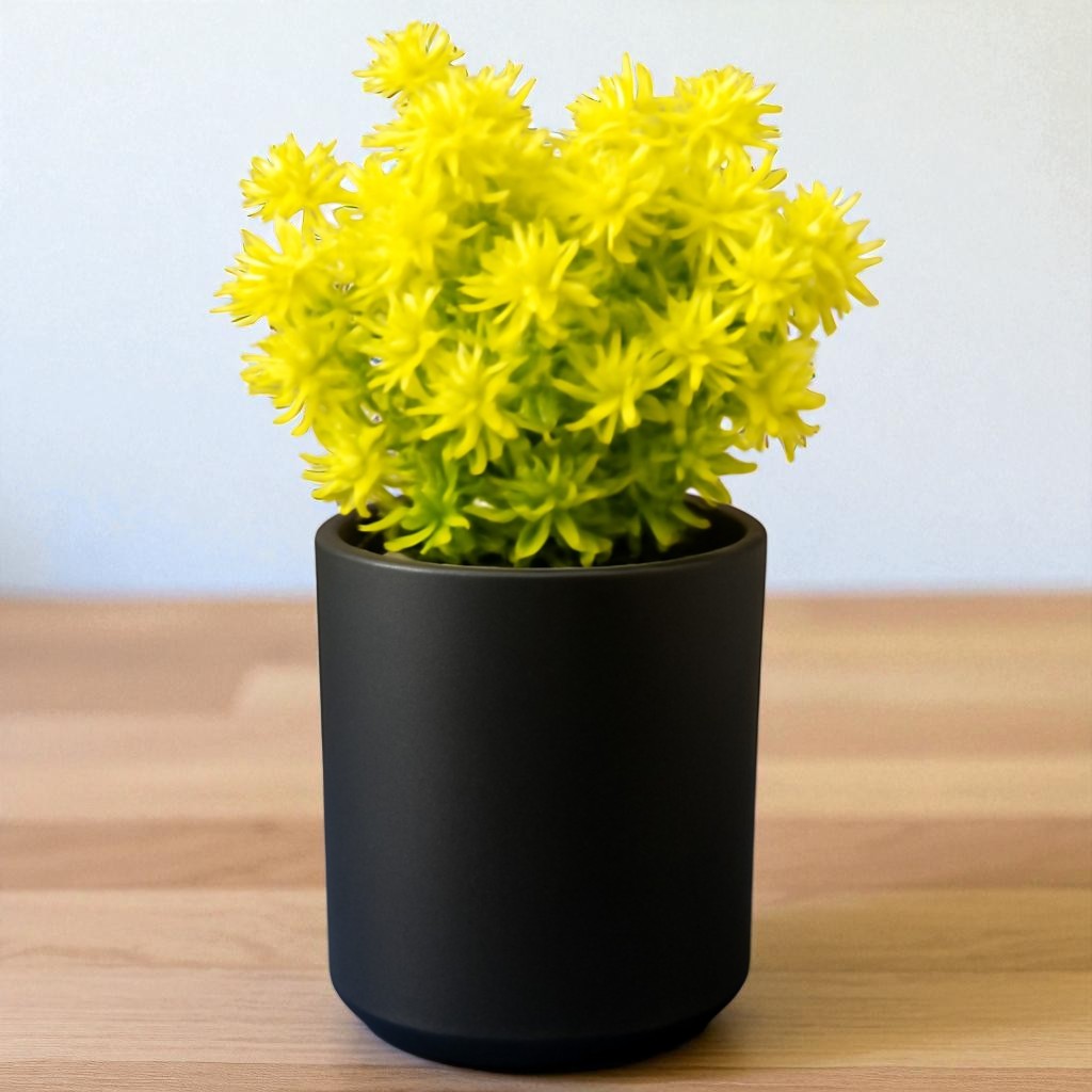 Sedum japonicum ‘Tokyo Sun’ (Bare Rooted)