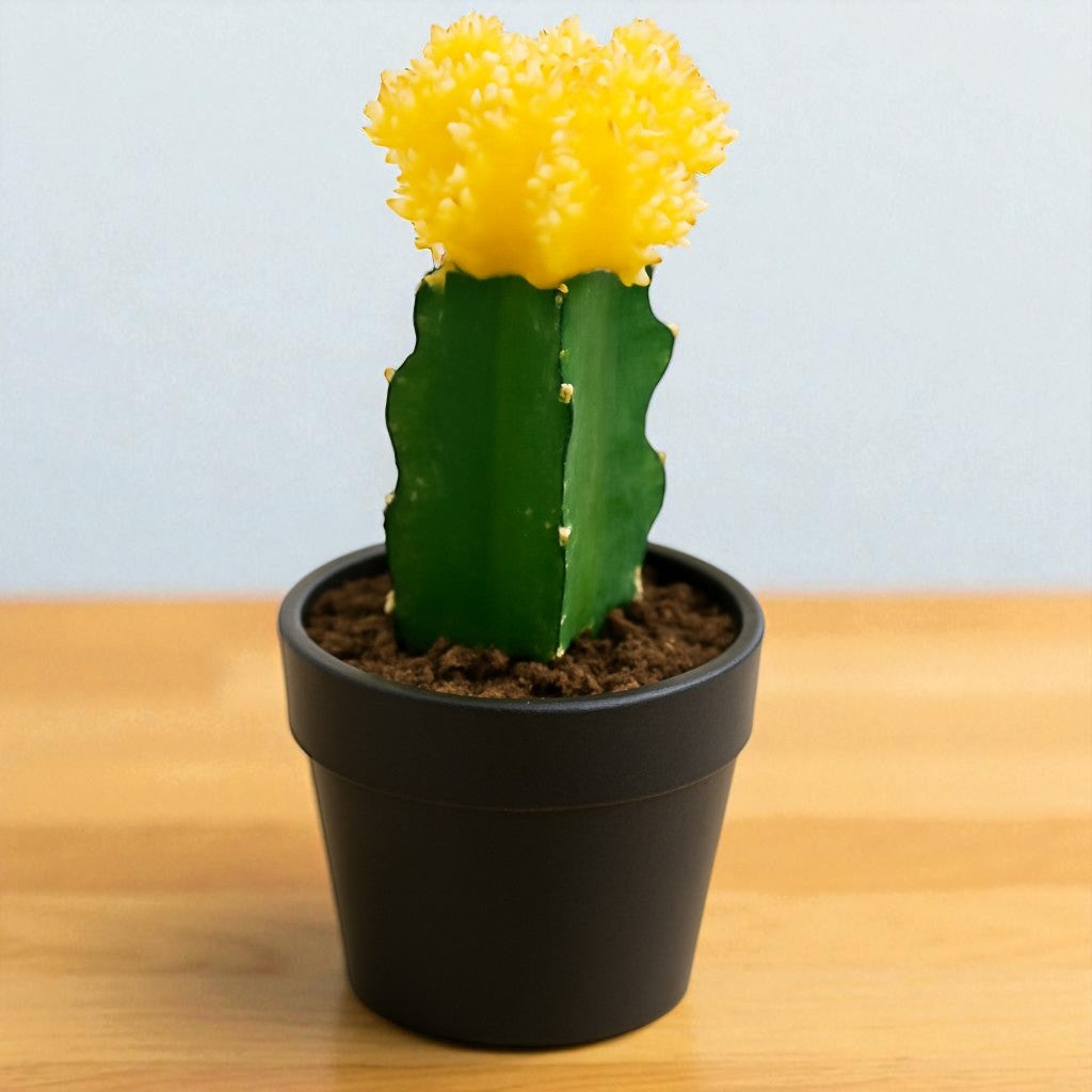 YELLOW MOON CACTUS (BARE ROOTED)