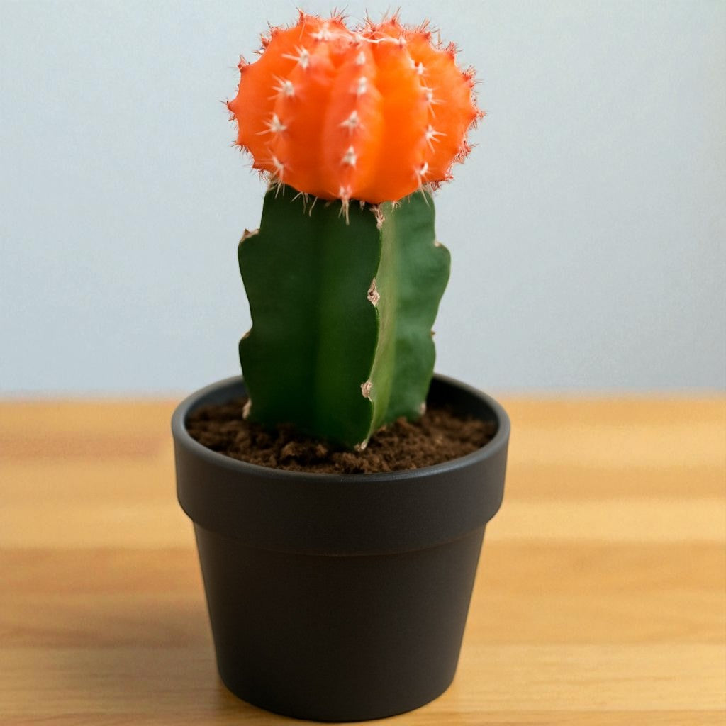 Orange Moon Cactus