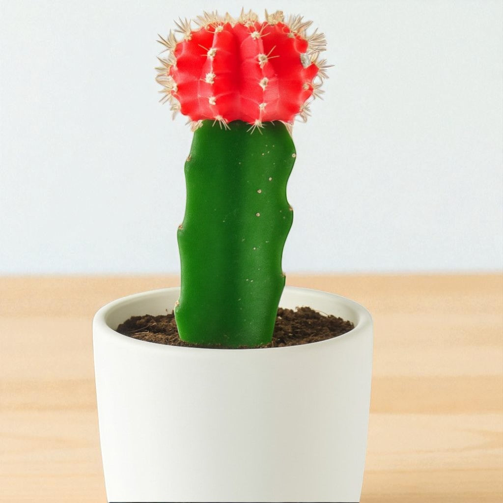 RED MOON CACTUS (BARE ROOTED)