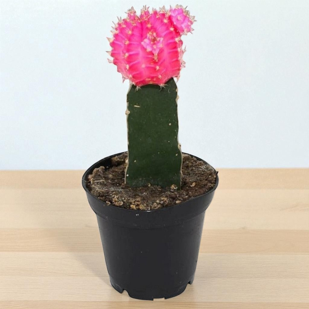 Pink Moon cactus