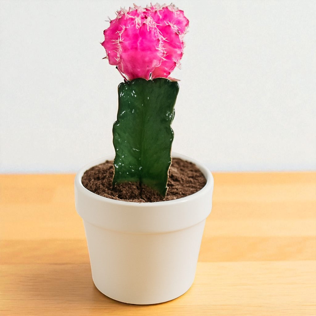 Pink Moon cactus