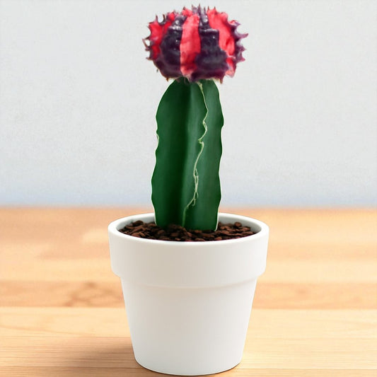 Multicolour Moon cactus