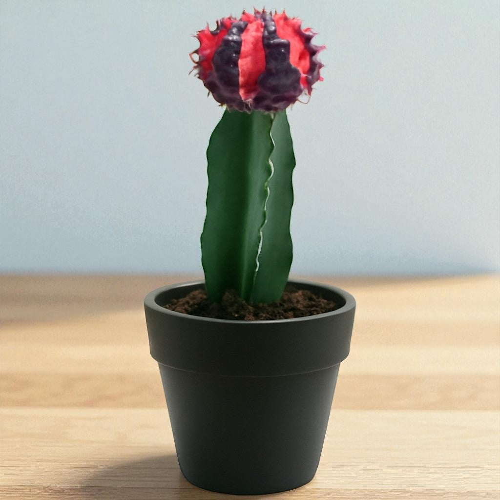 Multicolour Moon cactus