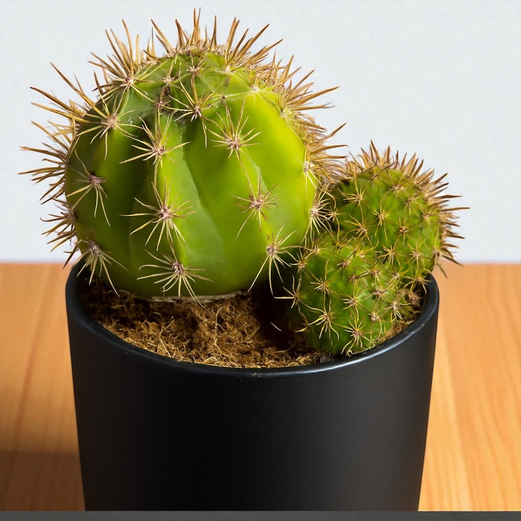 Cactus 5