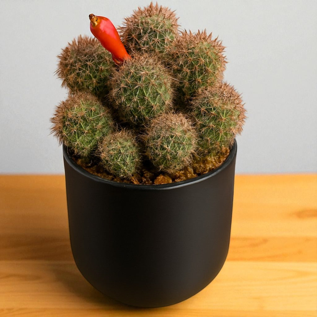 Cactus 2