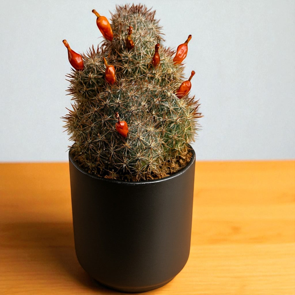 Cactus 1