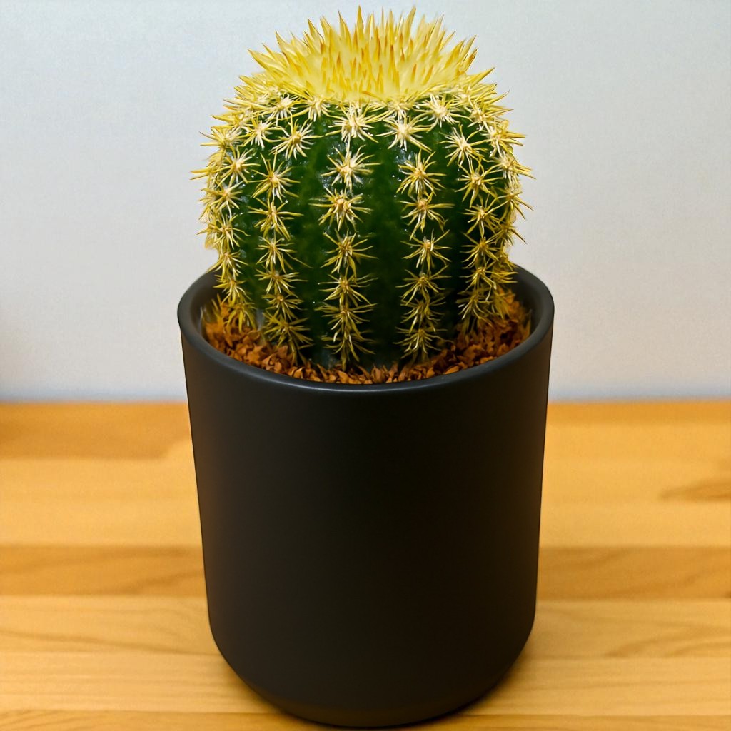 Echinocactus Grusonii (Bare Rooted)